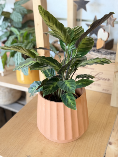 Potted Calathea - The Calathea is a striking tropical plant loved for its beautifully patterned leaves and vibrant movement throughout the day. Often called a “prayer plant,” its foliage gently opens and closes with the light, adding a dynamic touch to any space.
Perfect for brightening up interiors, Calatheas thrive in indirect light and enjoy a little extra humidity, making them ideal for bathrooms, kitchens, or cozy living areas. With the right care, they bring a lush, calming, and elegant feel to your home.
