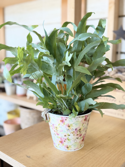 Potted Phlebodium - Phlebodium, often known as the Blue Star Fern, is a striking houseplant admired for its uniquely shaped, soft blue-green fronds. Its gently wavy leaves bring a relaxed, tropical feel to any space, while its easy-care nature makes it perfect for both beginners and experienced plant lovers. A beautiful choice for adding texture and calm, natural elegance to your home.