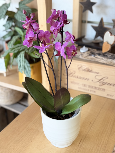 Twin stemmed Orchid - Elegant and timeless, the orchid is a true symbol of beauty and refinement. With its graceful stems and long-lasting, delicate blooms, it brings a touch of luxury to any setting. S