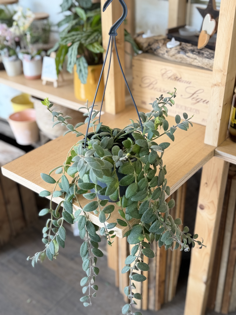 Hanging lipstick plant