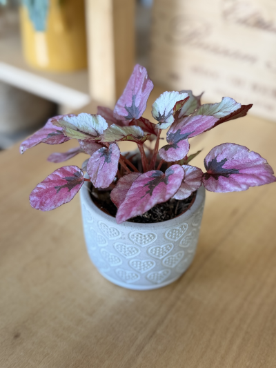 ‘Beleaf’ Begonia in a pot - The Beleaf Begonia is a striking foliage plant prized for its bold colors and intricate leaf patterns. With its vibrant hues ranging from deep burgundy to silvery green, each leaf looks like a piece of living art. Compact and easy to care for, it’s perfect for adding a touch of elegance and texture to any indoor space, making it a favorite for modern homes and thoughtful plant gifts.