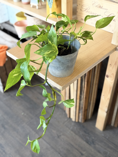 Potted Epipremnum - Epipremnum, often loved for its trailing vines and lush, heart-shaped leaves, is a timeless choice for effortless greenery. Its cascading stems bring a soft, natural flow to shelves, desks, or hanging displays, while its vibrant green or variegated foliage brightens any room. Hardy and low-maintenance, it’s an ideal plant for both beginners and seasoned plant lovers looking to add a fresh, calming touch indoors.